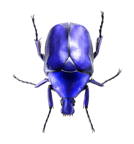 Jewelry beetle, Torynorrhina flammea isolated on white background — Stock Photo, Image