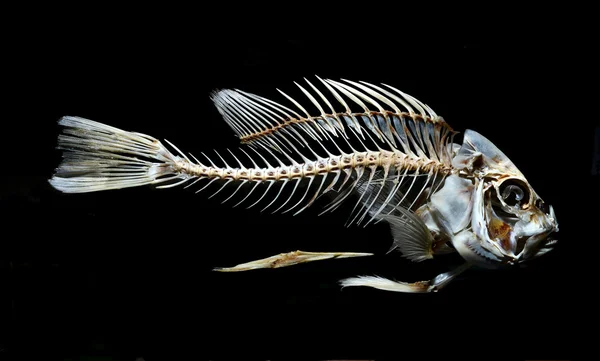 Siyah arka plan üzerine izole balık iskelet kemik Telifsiz Stok Imajlar
