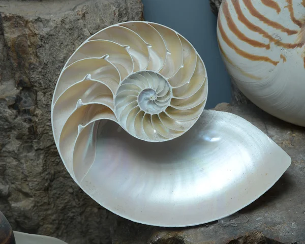 Kabuğu nautilus pompilius stok fotoğraf Stok Resim