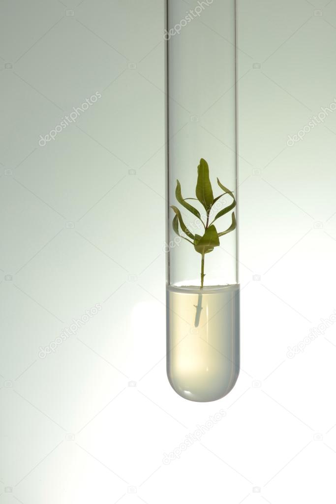 Small plants germinate in test tube, Genetically Modified Organisms