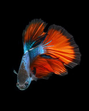 Siyam mücadele balık, siyah arka plan üzerinde daha iyi balık