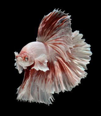 Siyam mücadele balık, betta splendens siyah arka plan üzerine izole