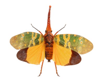 lanternflies, fulgorid planthoppers, beyaz zemin üzerine izole fener bugs