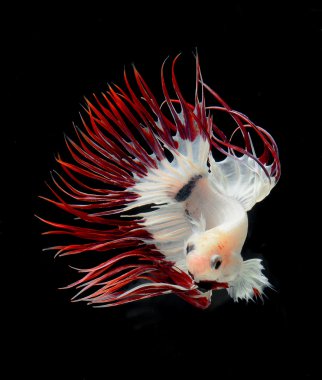 Siyam mücadele balık, siyah arka plan üzerinde daha iyi balık