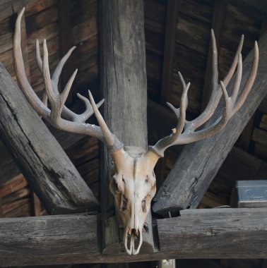 ahşap duvarda asılı eski buffalo skull