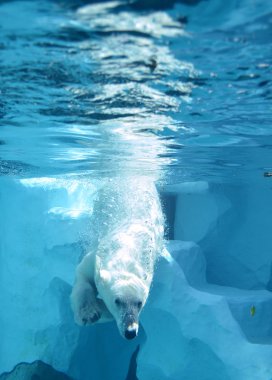 Polar bear swimming diving in water at zoo