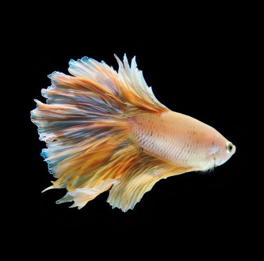 Siyah arkaplanda Beta Balığı