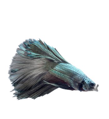 Beyaz arka plan üzerinde izole eylem, Siyam mücadele balık, daha iyi balık