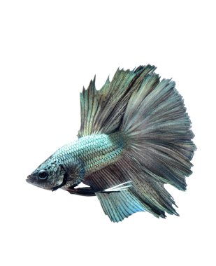 Beyaz arka plan üzerinde izole eylem, Siyam mücadele balık, daha iyi balık