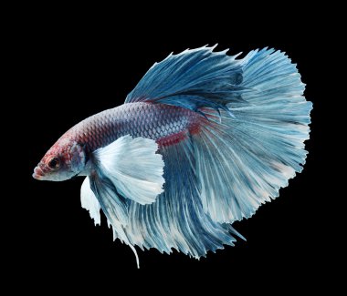Siyam mücadele balık, betta splendens siyah arka plan üzerine izole