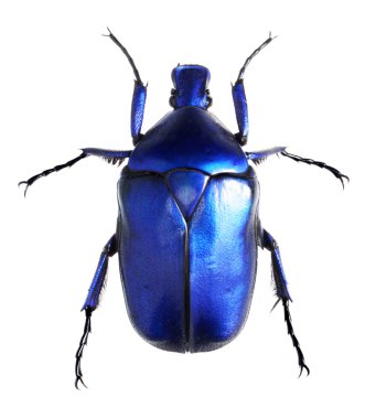 Jewelry beetle, Torynorrhina flammea isolated on white background