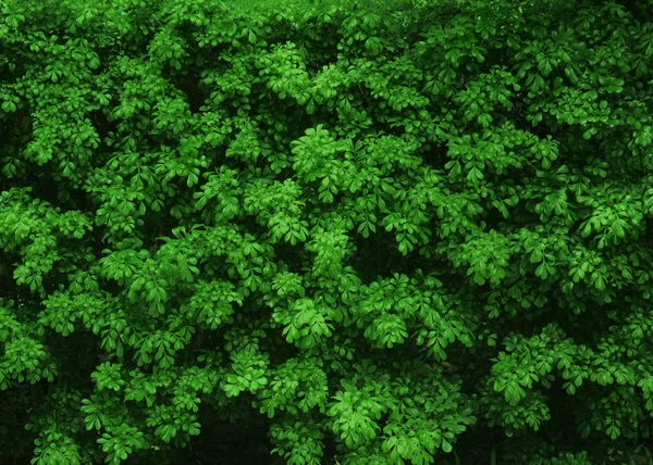 Textura arbusto verde natural — Fotografia de Stock