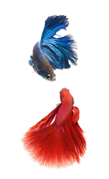 Betta peces, peces siameses de lucha aislados sobre fondo blanco —  Fotos de Stock