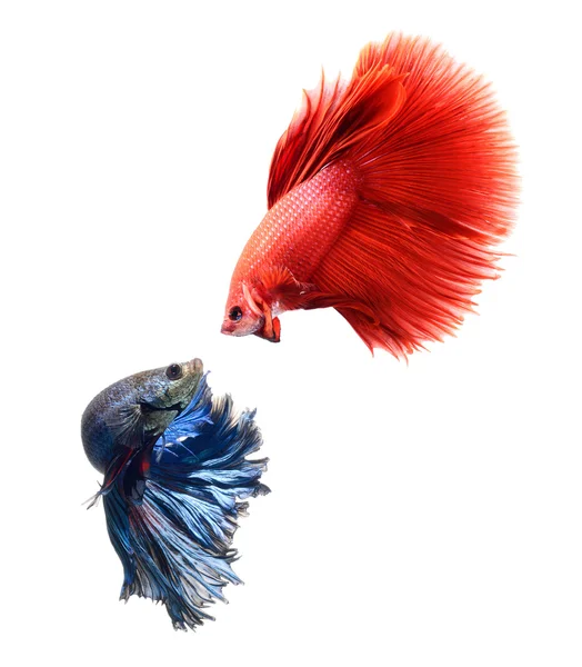 daha iyi balık, beyaz zemin üzerine izole Siyam mücadele balık
