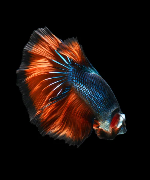 Siamese fighting fish, betta fish on black background — Stock Photo, Image