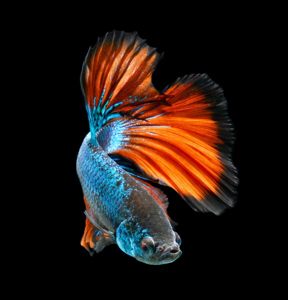 Siamese fighting fish, betta fish on black background — Stock Photo, Image