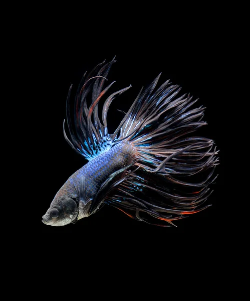 Betta fish in action,Siamese fighting fish ,isolated on black background — Stock Photo, Image