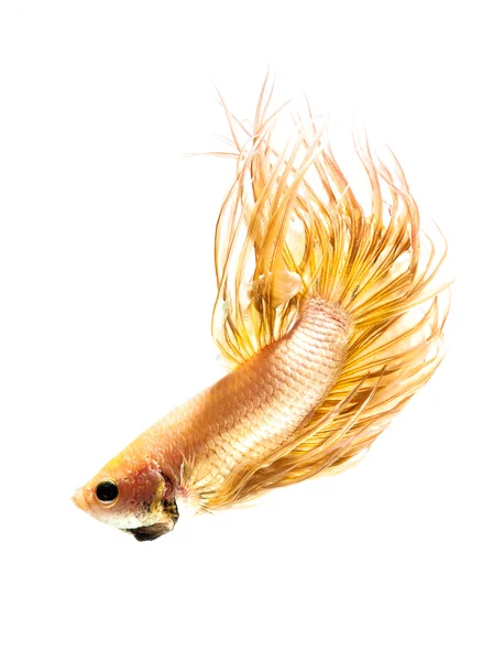 Gold betta fish pet , siamese fighting fish isolated on white background — Stock Photo, Image