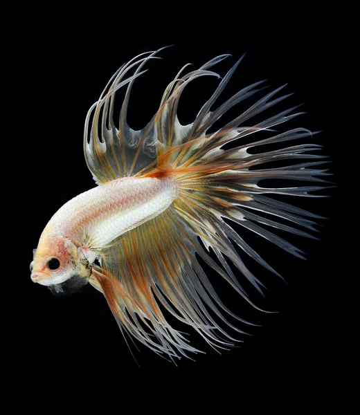 Betta pet fish, siamesische Kampffische isoliert auf schwarzem Hintergrund — Stockfoto