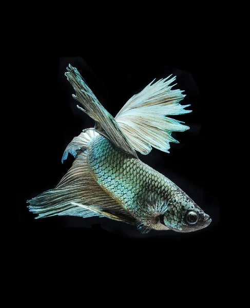 Betta peixe, peixes siameses lutando no fundo preto — Fotografia de Stock