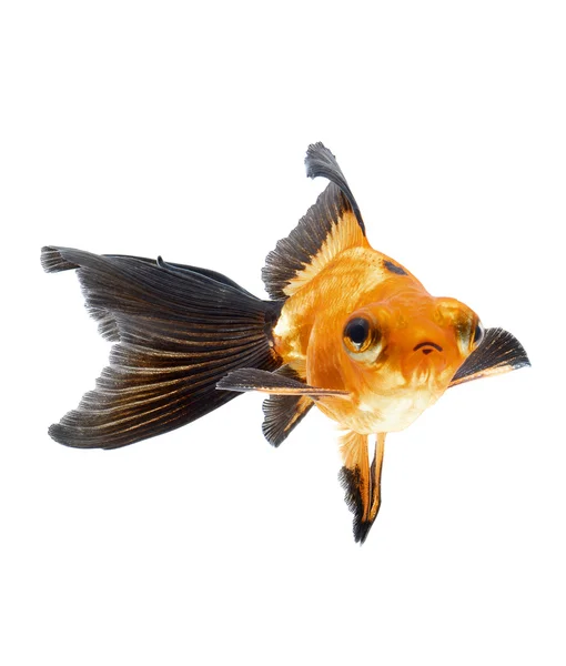 Goldfish isolated on white background — Stock Photo, Image