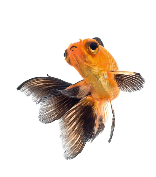 Goldfish isolated on white background — Stock Photo, Image