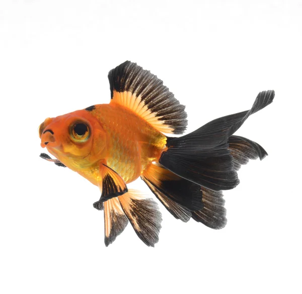 Peixe dourado isolado no fundo branco — Fotografia de Stock