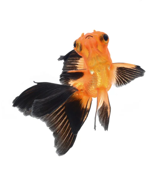 Goldfisch isoliert auf weißem Hintergrund — Stockfoto