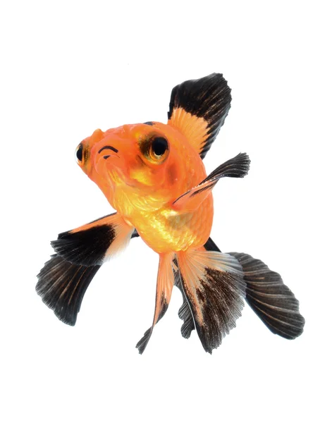 Goldfish isolated on white background — Stock Photo, Image