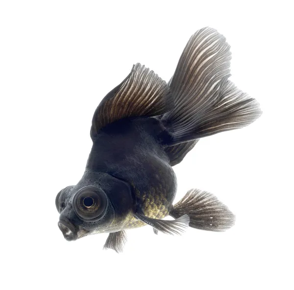 Goldfish negro aislado sobre fondo blanco — Foto de Stock