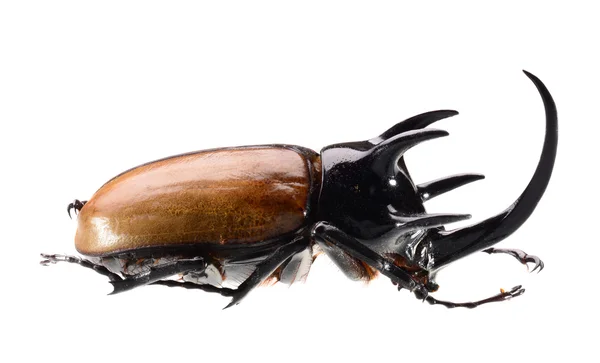 Nosorożec beetle, eupatorus, które gracilicornis chrząszcz na białym tle — Zdjęcie stockowe