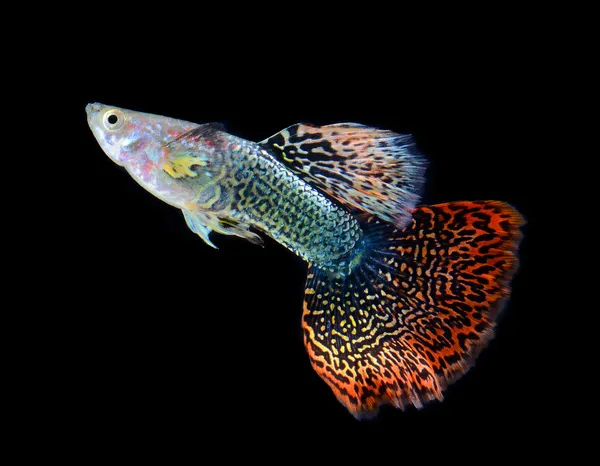 Poisson guppy animal isolé sur fond noir — Photo