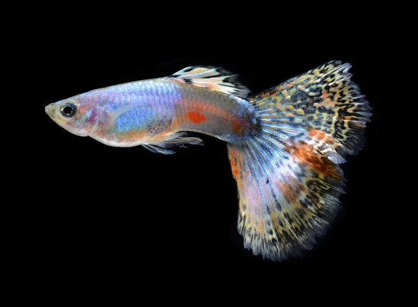 Animal de estimação peixe guppy isolado no fundo preto — Fotografia de Stock