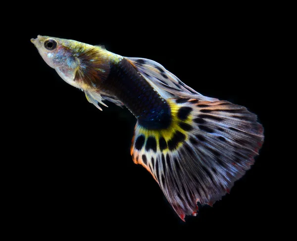 Fish guppy pet isolated on black background — Stock Photo, Image