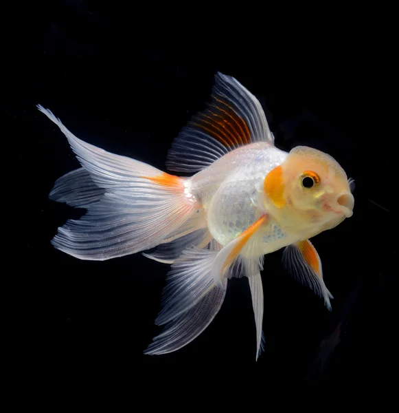 Schicke Goldfische isoliert auf schwarzem Hintergrund — Stockfoto