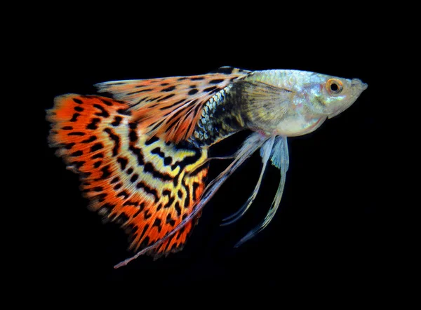Χρωματιστό ψαράκι κατοικίδιο ζώο ψάρι απομονώνονται σε μαύρο φόντο — Φωτογραφία Αρχείου