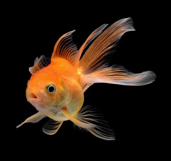 Peixe dourado chique isolado em fundo preto — Fotografia de Stock