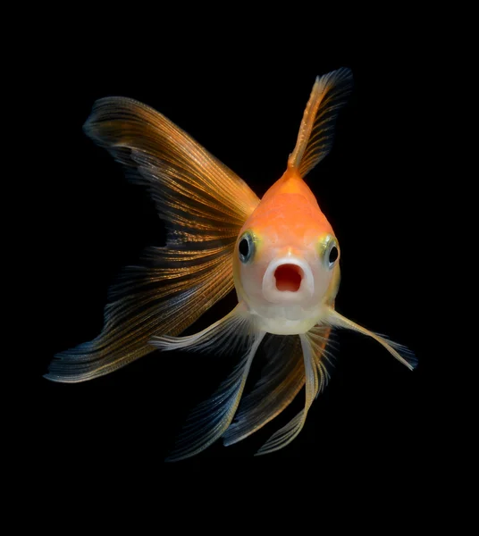 Peixe dourado chique isolado em fundo preto — Fotografia de Stock