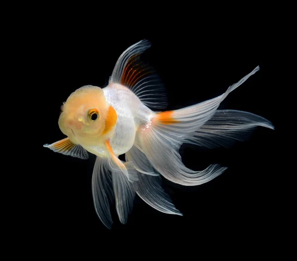 Schicke Goldfische isoliert auf schwarzem Hintergrund — Stockfoto
