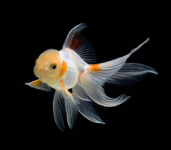 Fancy goldfish geïsoleerd op zwarte achtergrond — Stockfoto