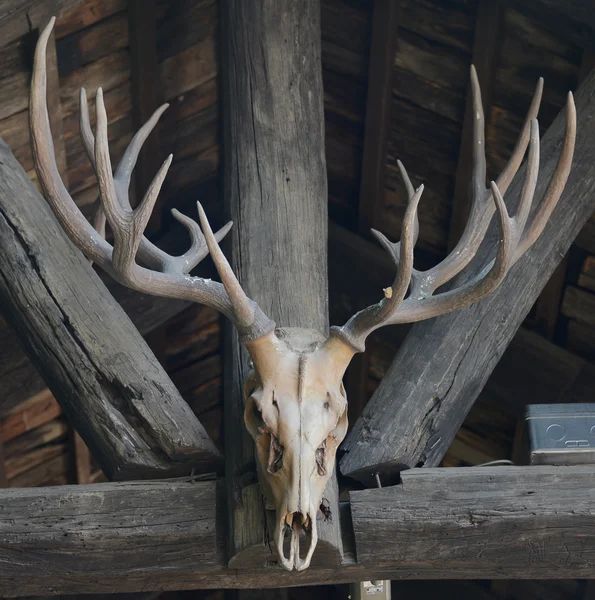 ahşap duvarda asılı eski buffalo skull