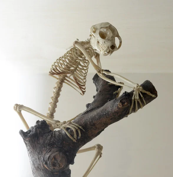 Monkey skeleton on tree — Stock Photo, Image