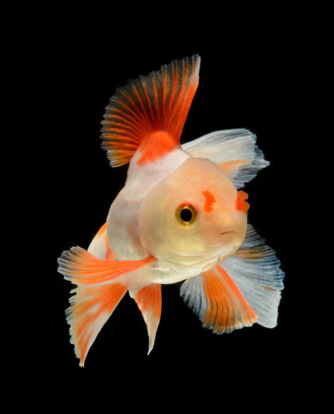 Fancy goldfish isolerad på svart bakgrund — Stockfoto