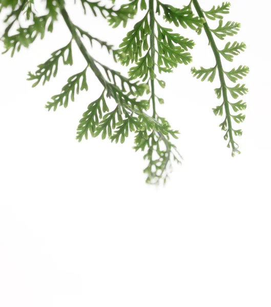 白い背景に孤立したシダの葉 — ストック写真