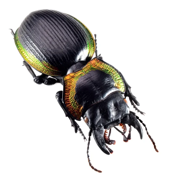 Escarabajo de la joyería, insecto, insecto, Mouhotia batesi Lewis aislado en blanco —  Fotos de Stock