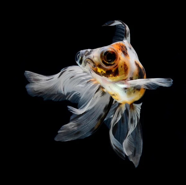 Goldfish isolated on black background — Stock Photo, Image