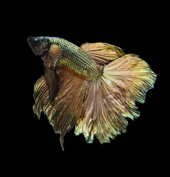 Сиамские боевые рыбы, Бетта великолепие изолированы на черном фоне — стоковое фото