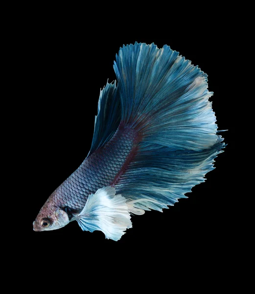 Siamese vechten vis, betta splendens geïsoleerd op zwarte achtergrond — Stockfoto