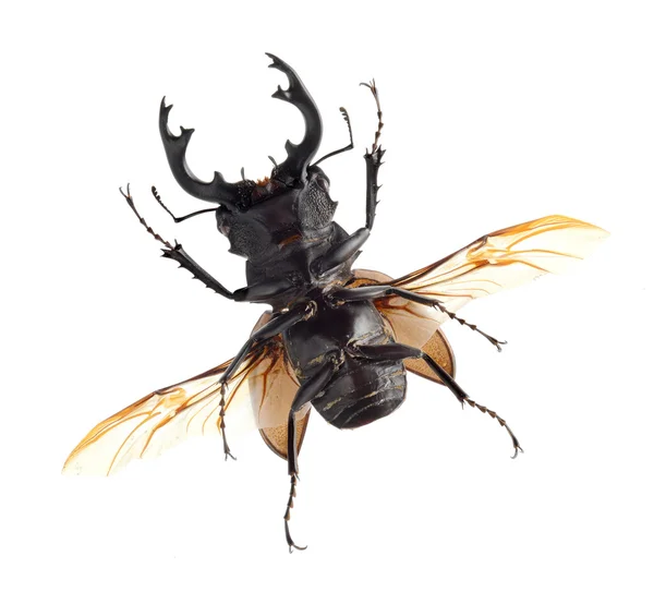 Böcek, böcek, böcek, odontolabis mouhotii parry, üzerinde beyaz izole — Stok fotoğraf