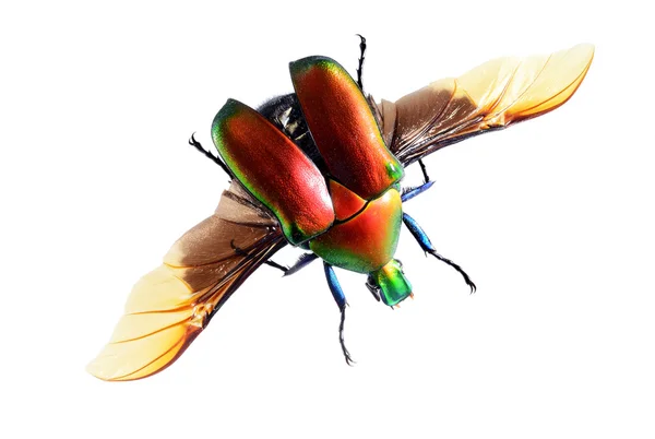 Fliegender Käfer, torynorrhina flammea isoliert auf weißem Hintergrund — Stockfoto